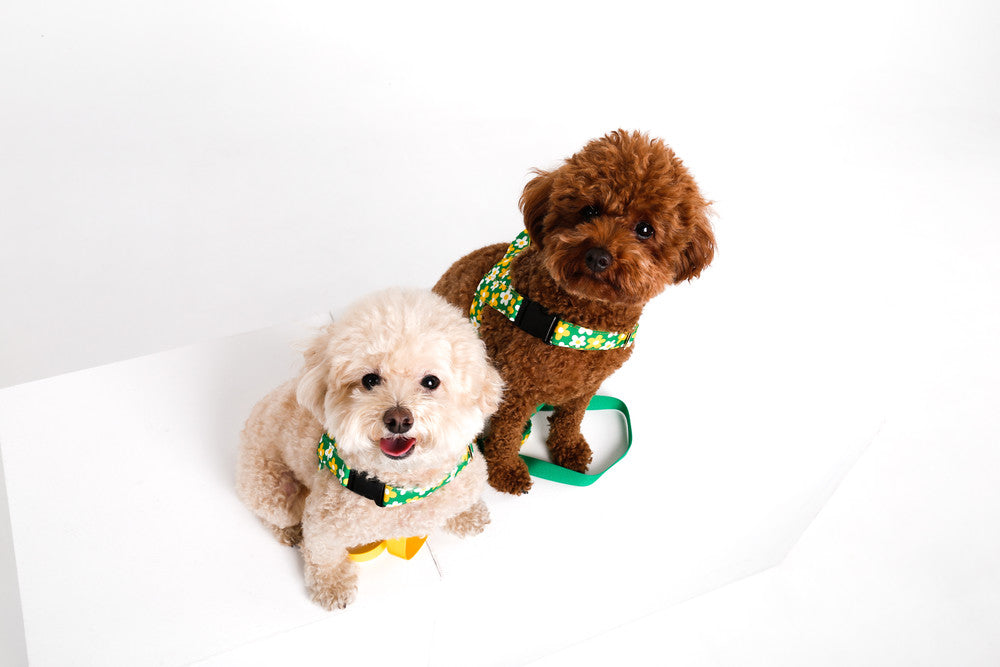 Small dogs with plush toy
